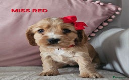 Cocker Spaniel dogs for sale: Stunning! Golden Kc Show Type Cocker Spaniels. - Advert 9