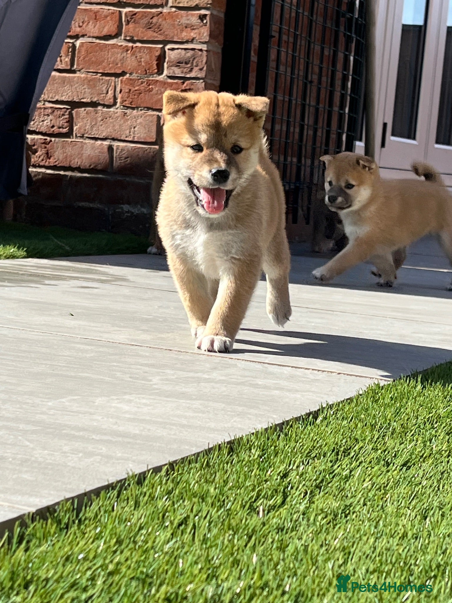 Japanese Shiba Inu dogs Beautiful Japanese shiba pups.  - Advert 1