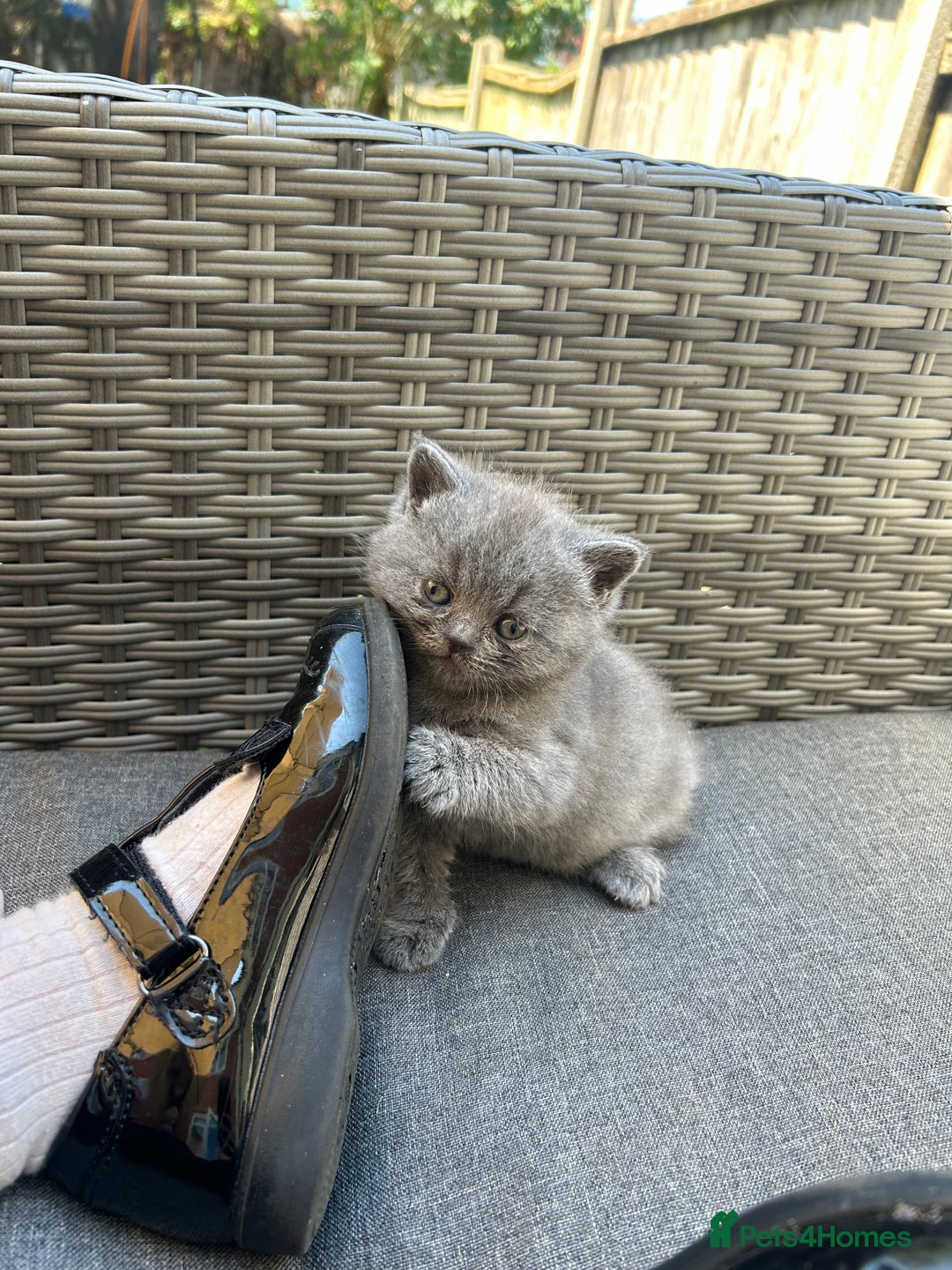 British Shorthair cats for sale: Full British short hair adorable kittens - Image 10