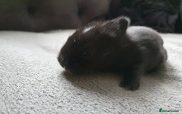 Lionhead rabbits for sale: Baby bunny's mixed lionhead /northern dwaf - Image 2