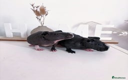 Guinea Pig rodents for sale: Skinnypig Baby Boars - Image 1