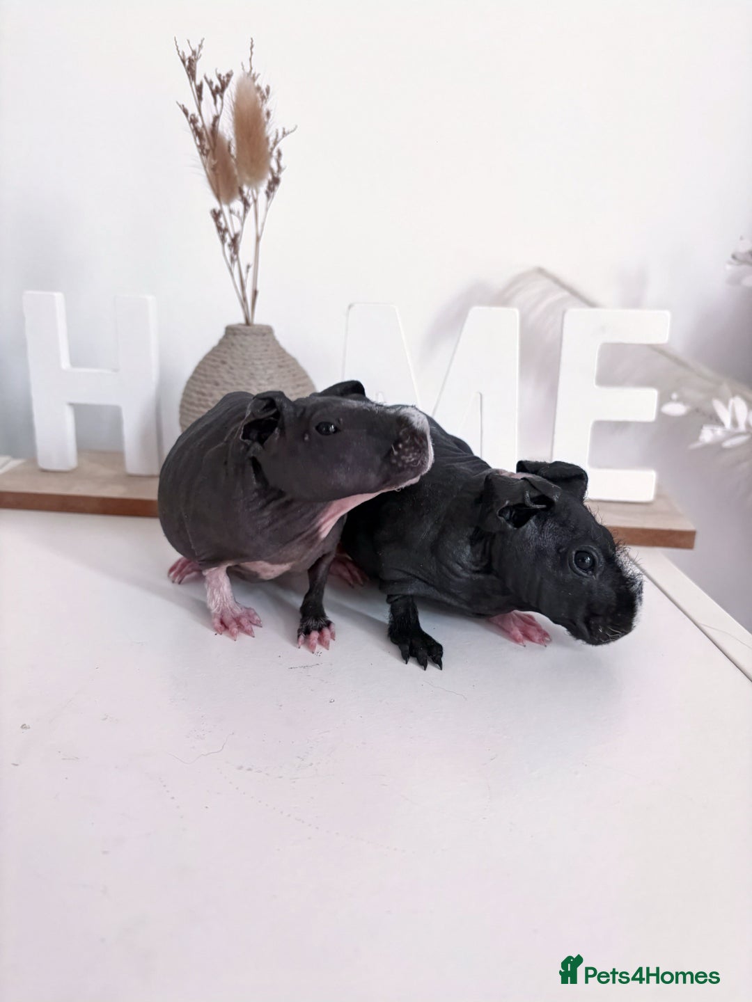 Guinea Pig rodents for sale: Skinnypig Baby Boars - Image 1