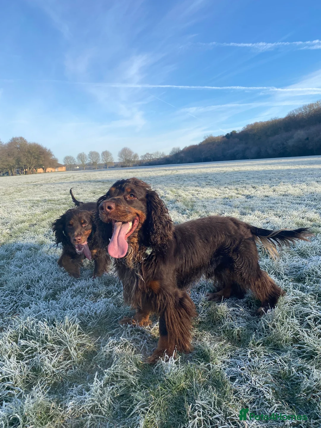 Sprocker dogs for stud: PROVEN SPROCKER SPANIEL - Advert 16