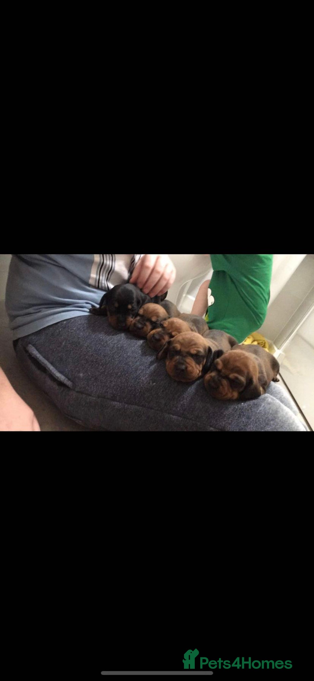 Dachshund dogs for stud: For stud only  in Wakefield - Image 4