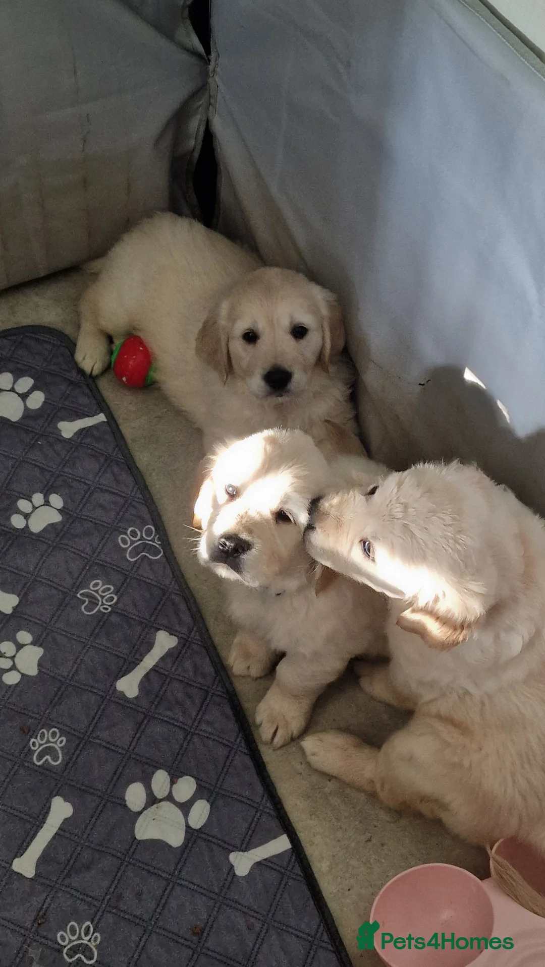 Golden Retriever dogs for sale: KC ADDORABLE CUTE GOLDEN RETRIEVER PUPPIES - Advert 5