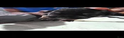 Cane Corso dogs for sale: Cane corso puppies - Advert 16