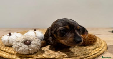 Dachshund dogs - Advert 15