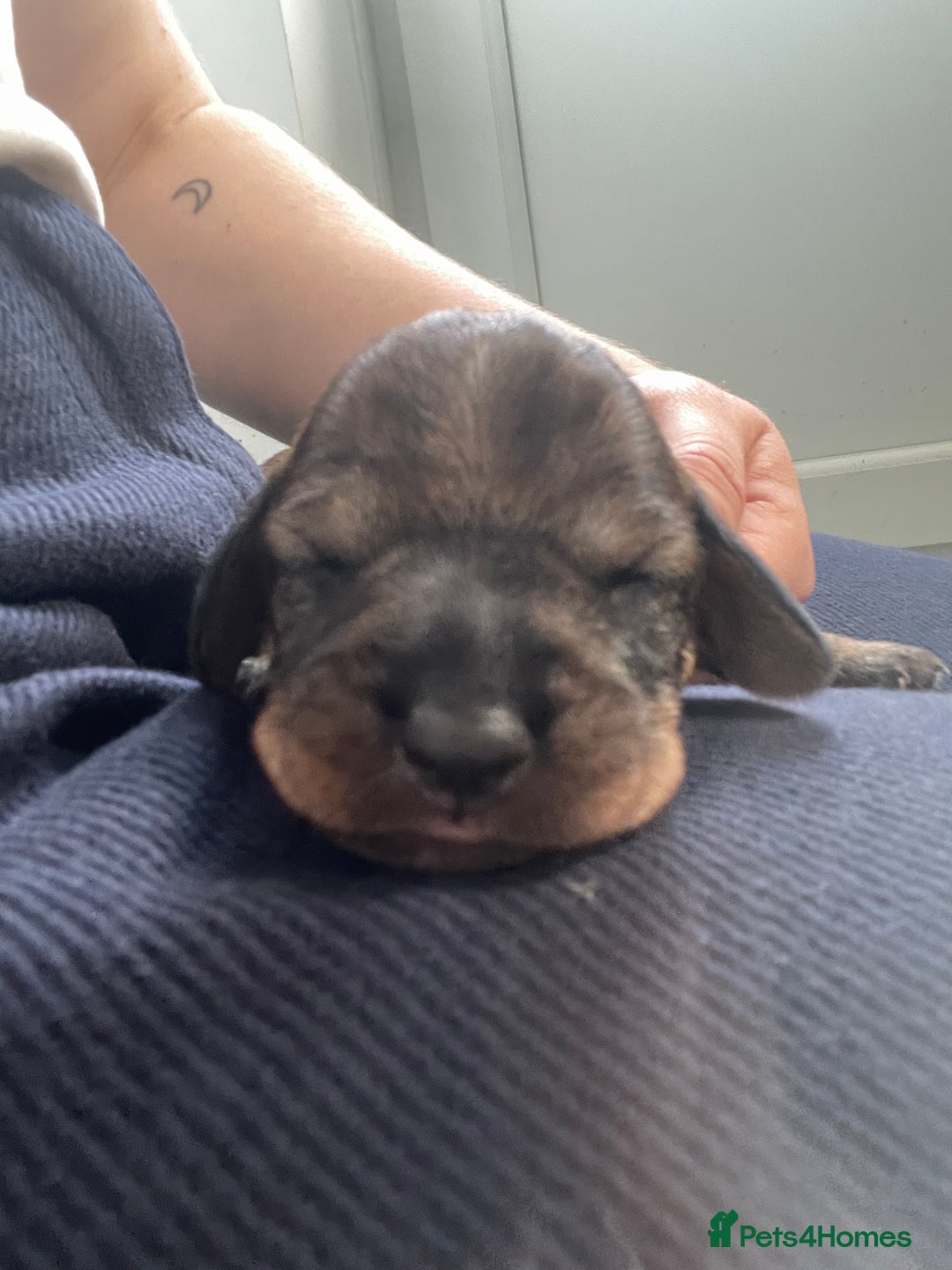 Dachshund dogs for sale: KC Registered Wirehaired Teckel Standard Dacshund  - Image 12