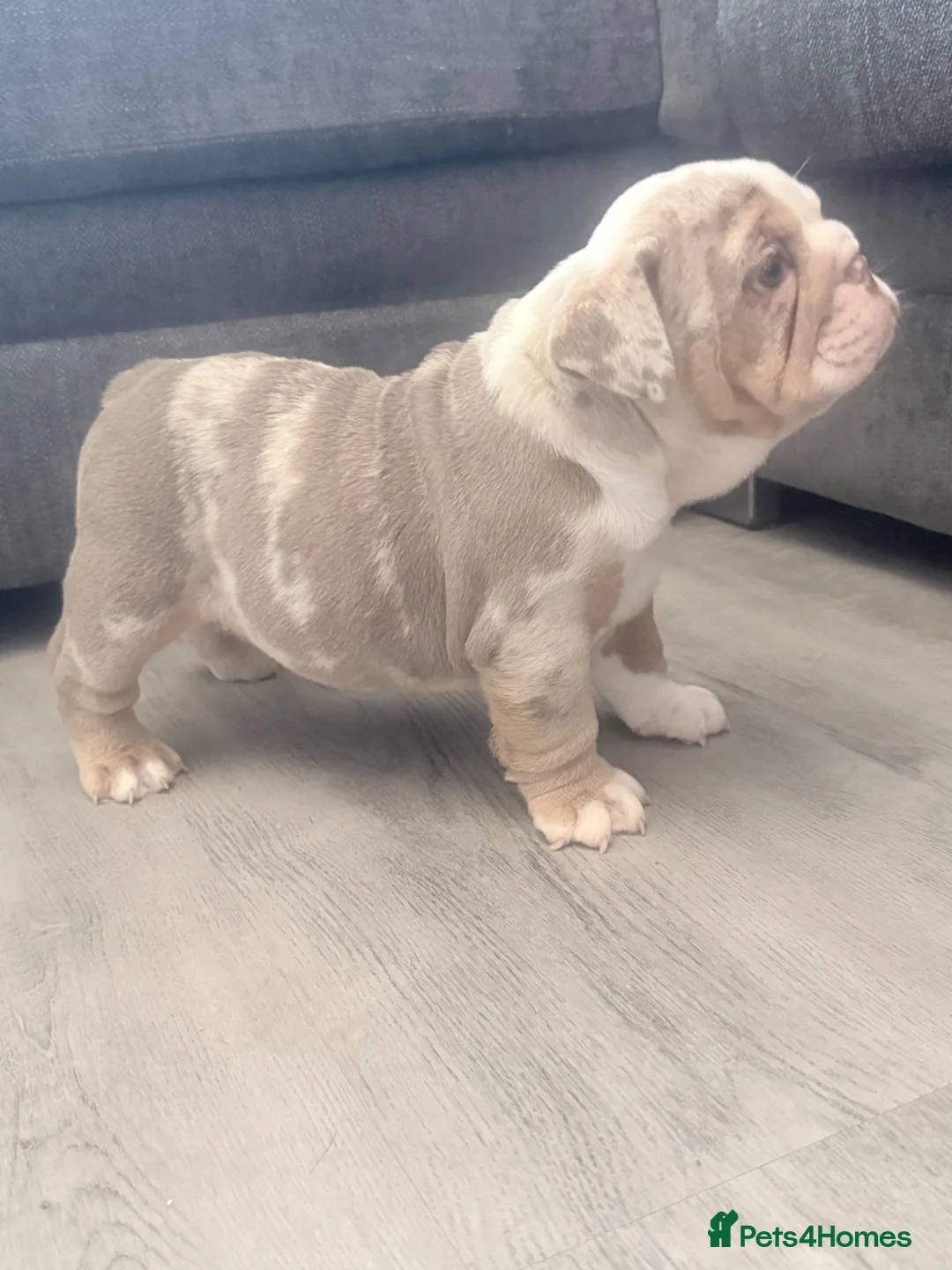 English Bulldog dogs for sale: Stunning lilac and blue bulldogs! - Advert 21