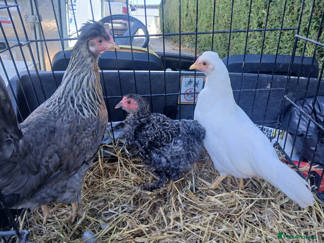 Chickens poultry for sale: Various pullets - Image 1