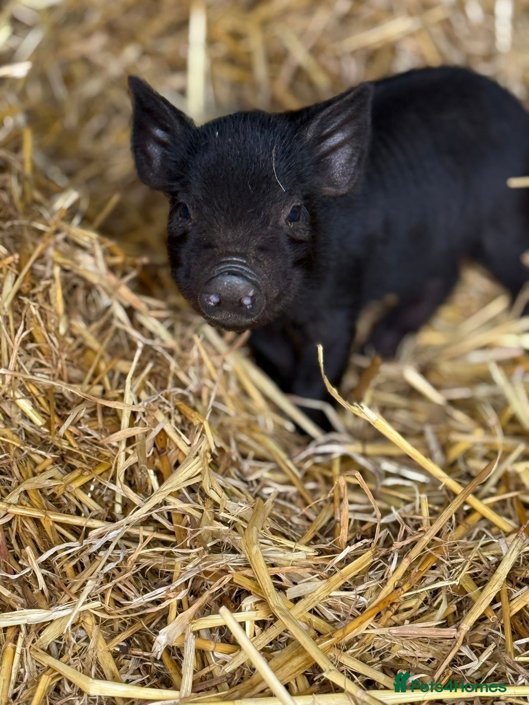 Pig livestock for sale: Stunning Mini Pigs - Image 3