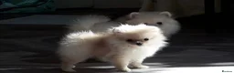 Pomeranian dogs for sale: White/cream Pomeranian puppies  - Advert 4