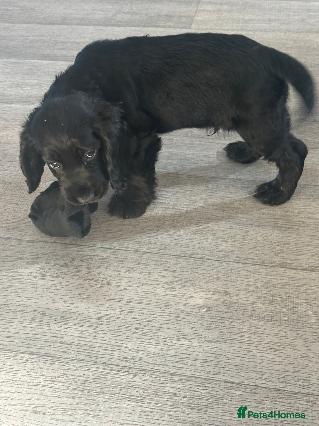 Cocker Spaniel dogs for sale: Cocker Spaniel Puppies perfect example ready now - Image 12