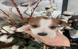 Jack Russell dogs for sale: KC STUNNING ROUGH COATED JACK RUSSELL PUPS  - Image 1