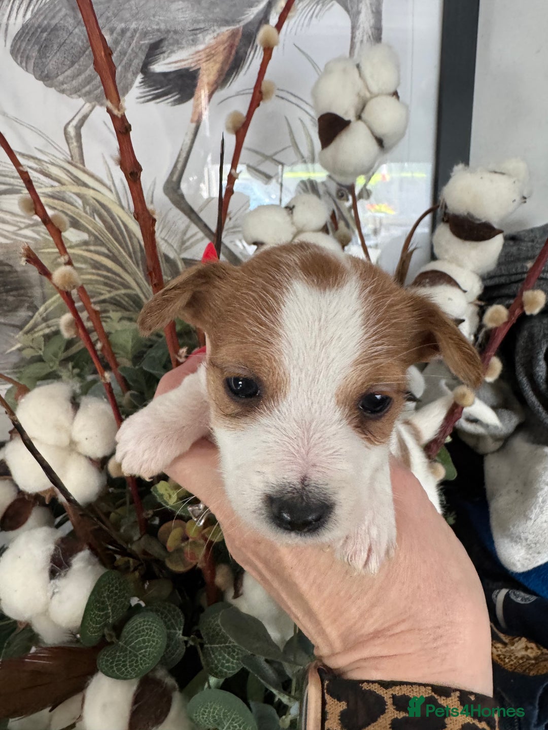 Jack Russell dogs for sale: KC STUNNING ROUGH COATED JACK RUSSELL PUPS  - Image 1