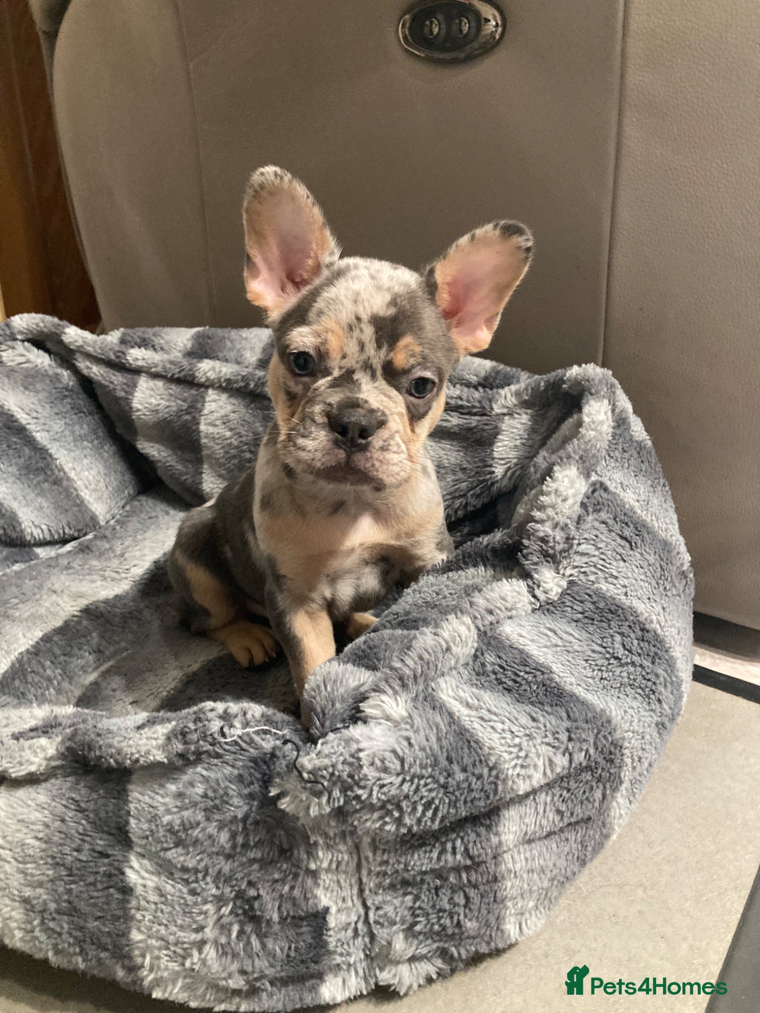 French Bulldog dogs French bulldog puppies  - Advert 4