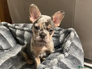 French Bulldog dogs French bulldog puppies - Advert 4