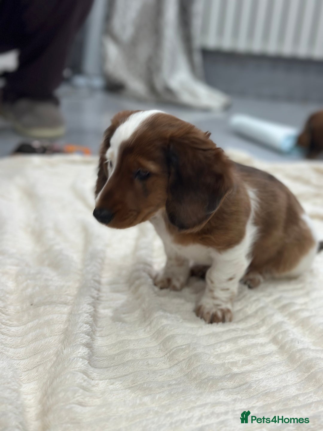 Miniature Dachshund dogs for sale: Miniature Dachounds pied dapples  - Advert 3