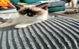 Ragdoll cats for sale: Ragdoll - Image 5