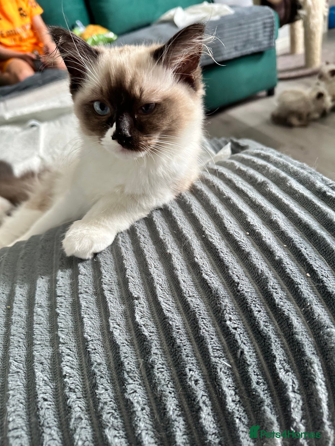 Ragdoll cats for sale: Ragdoll - Image 5