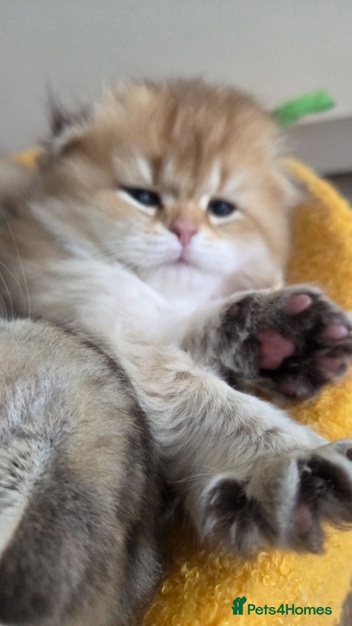 Scottish Fold cats Adorable Scottish Fold and Straight kittens 💙💜  - Advert 2