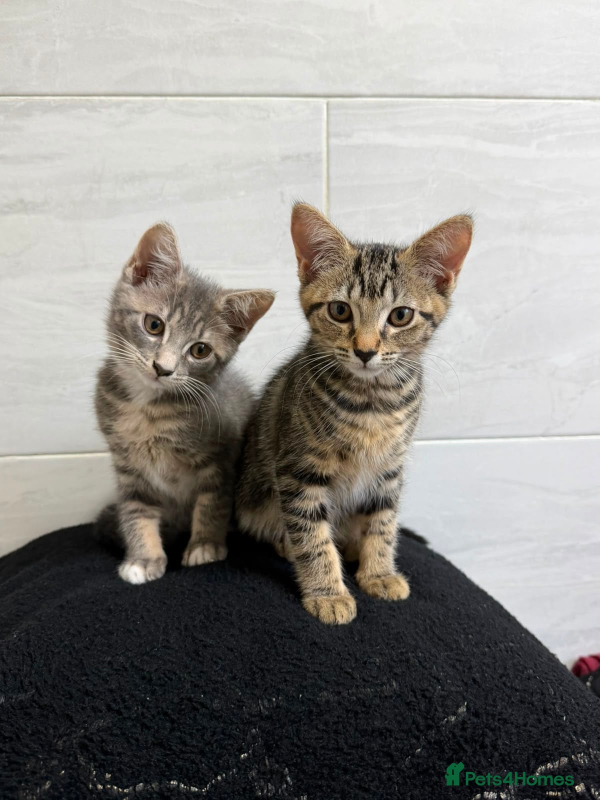 Mixed Breed cats Two Mixed Breed Female Kittens — READY NOW - Advert 18