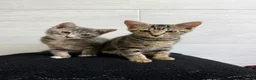Mixed Breed cats for sale: Two Tabby Bengal Mix Female Kittens — READY NOW - Advert 1
