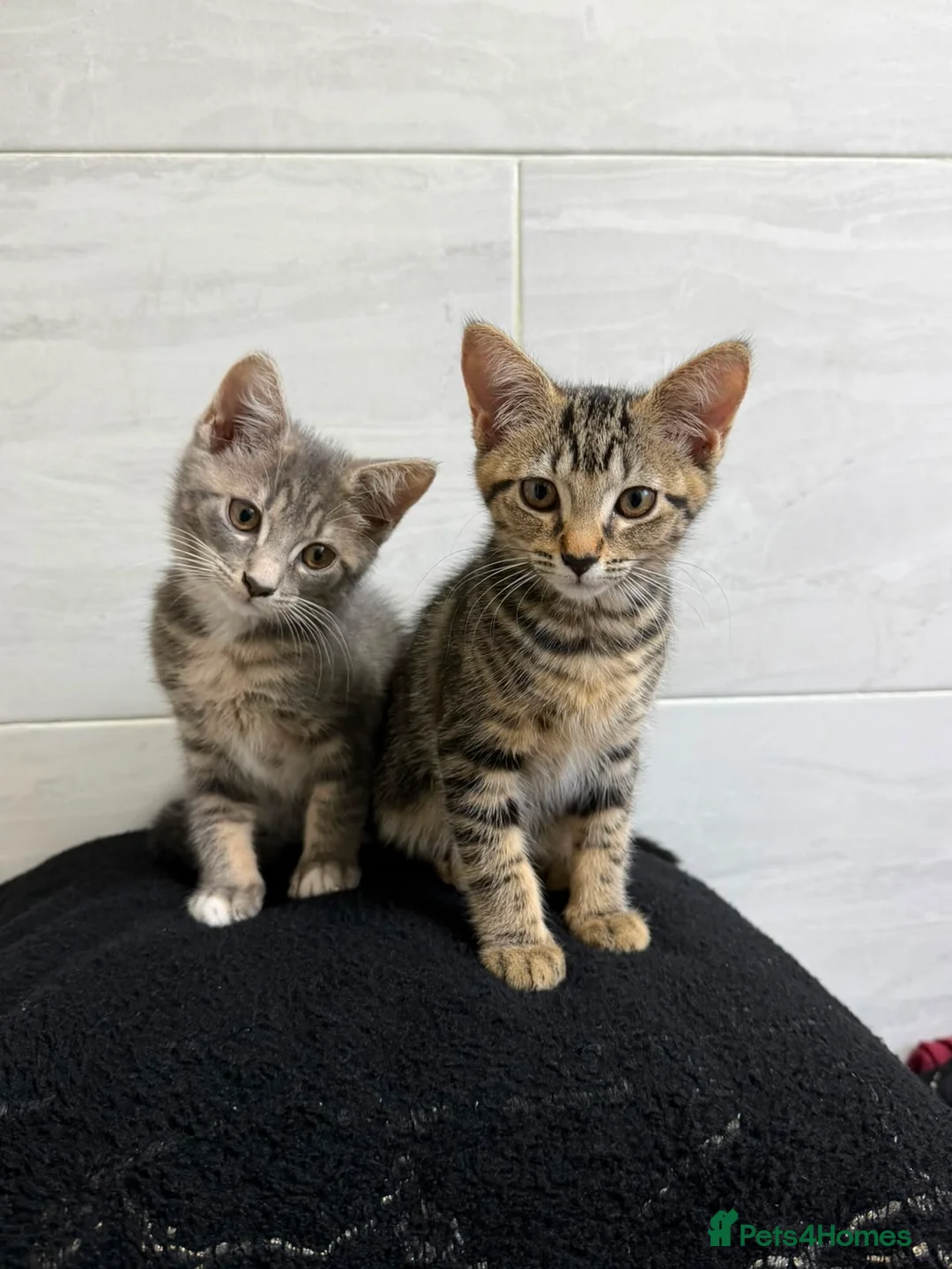 Mixed Breed cats for sale: Two Tabby Bengal Mix Female Kittens — READY NOW - Advert 1