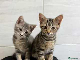 Mixed Breed cats Two Mixed Breed Female Kittens — READY NOW - Advert 18
