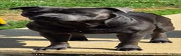 Staffordshire Bull Terrier dogs for stud: Ace, Proven blur staffie stud  - Advert 2