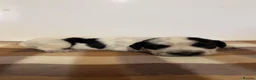 Cocker Spaniel dogs for sale: Working cocker spaniel puppies  - Advert 25