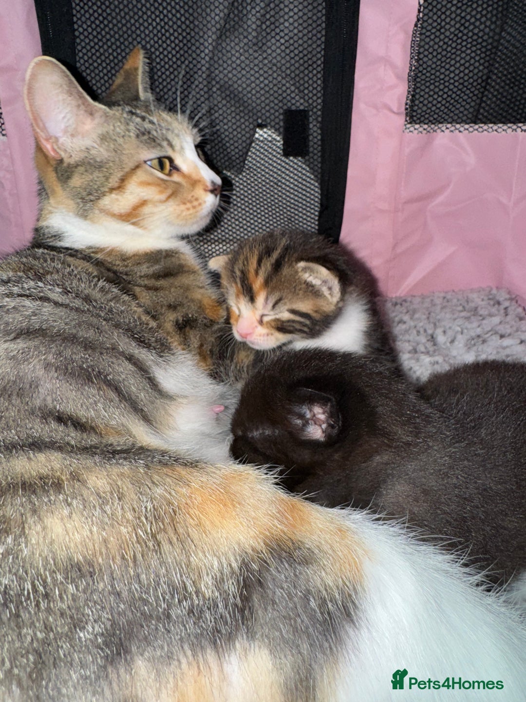 Mixed Breed cats for sale: Beautiful half Maine coon kittens  - Advert 15