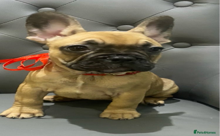 French Bulldog dogs 💗 Last Frenchy 💗 Sable 💗 Female 💗  - Advert 15