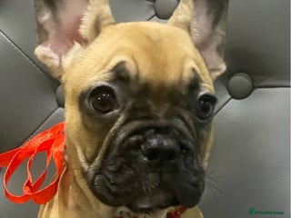 French Bulldog dogs 💗 Last Frenchy 💗 Sable 💗 Female 💗 - Advert 6