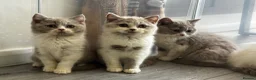 British Shorthair cats for sale: Beautiful British Shorthair Registered Kittens - Advert 10