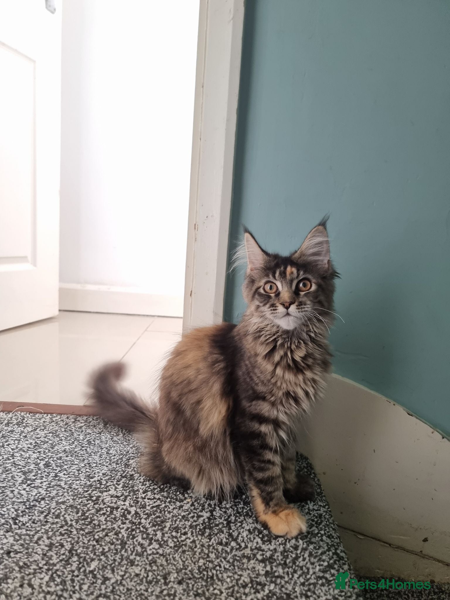 Maine Coon cats LAST TICA reg. female  - Advert 2