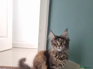 Maine Coon cats LAST TICA reg. female - Advert 2