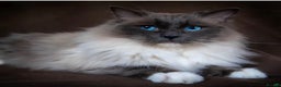 Ragdoll cats for sale: Beautiful Ragdoll Kitten for Sale – Seal Point - Advert 10
