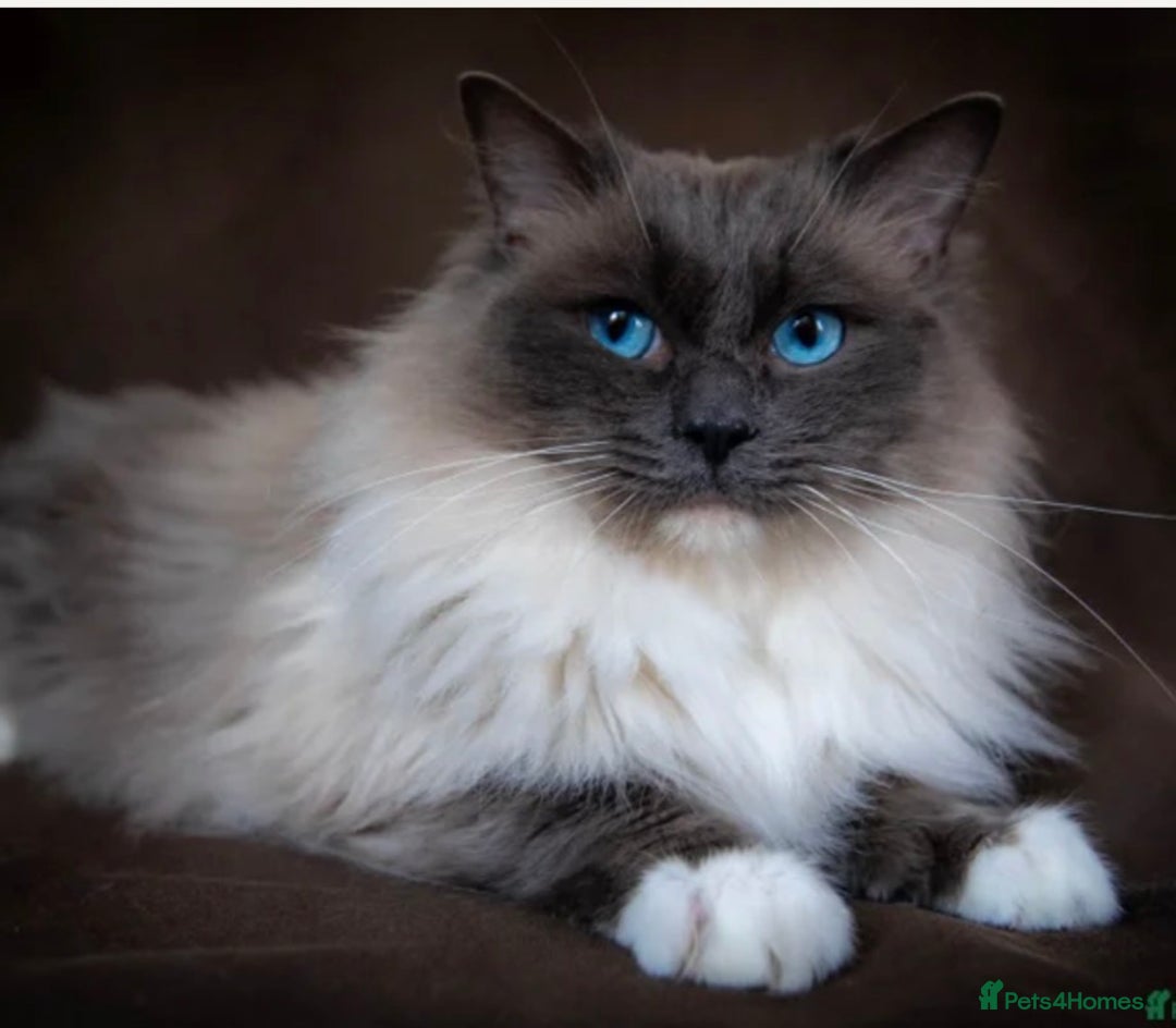 Ragdoll cats for sale: Beautiful Ragdoll Kitten for Sale – Seal Point - Advert 10