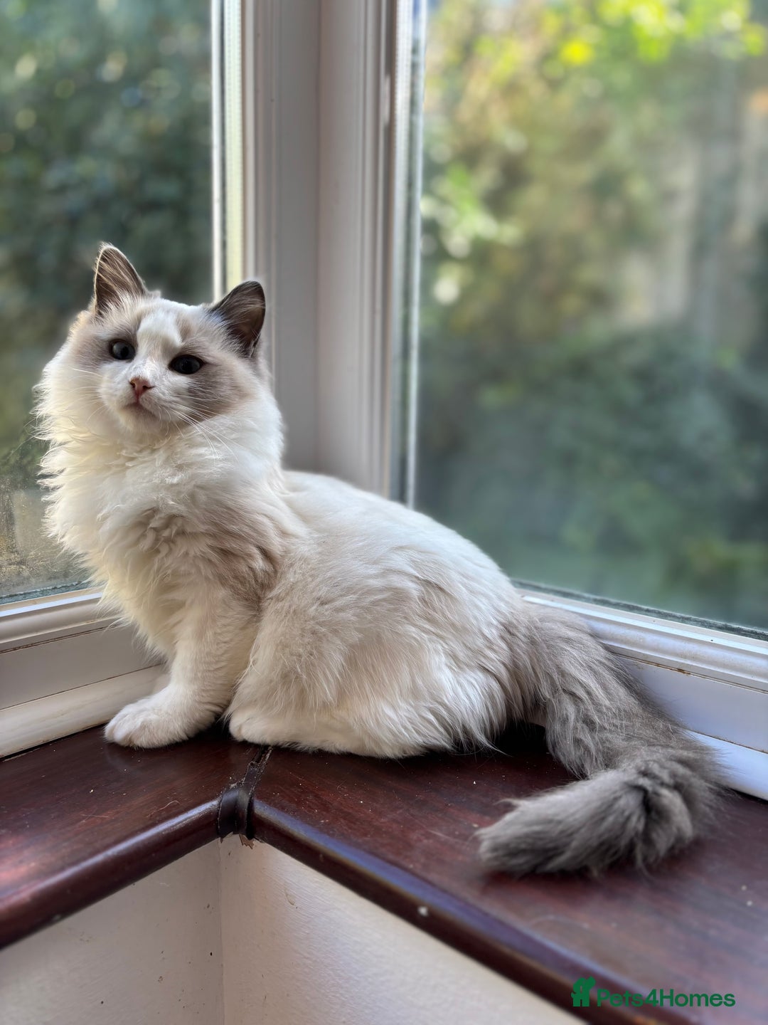 Ragdoll cats for sale: 🌟TICA🌟Champion Ragdoll🏆🏆🏆 - Image 4