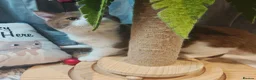British Shorthair cats for sale: Blue golden, lilac gold, cinnamon bi colour  - Advert 9