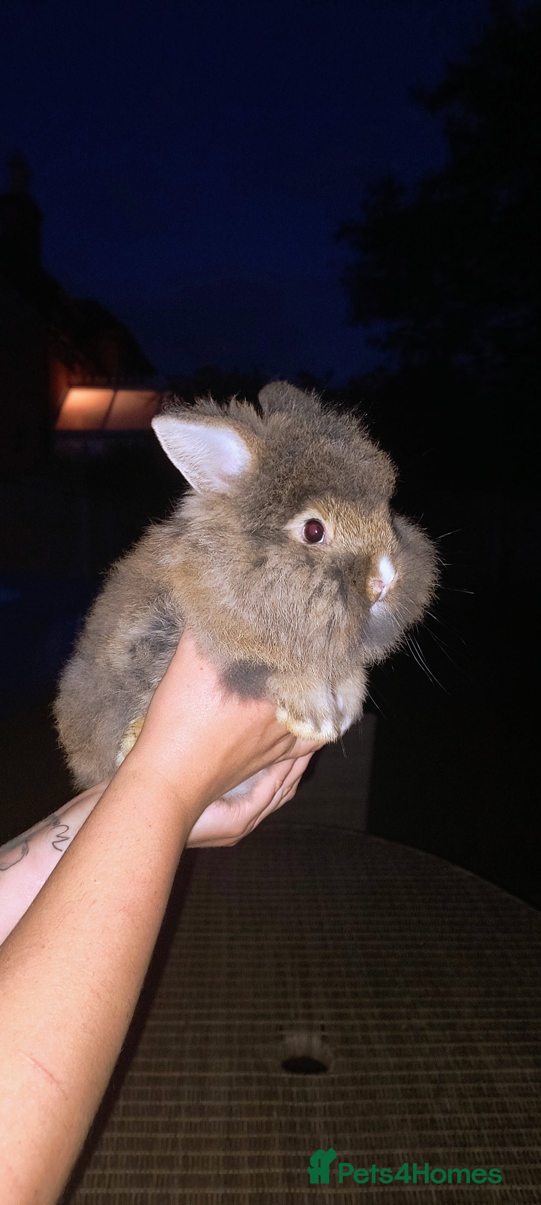 Mini Lion Lop rabbits for sale: Baby mini lion lop *PLEASE READ* - Image 9