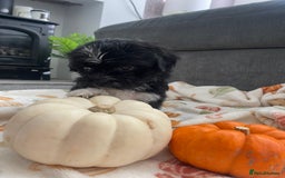 Mixed Breed dogs for sale: Maltese cross La Chon puppies  - Image 38