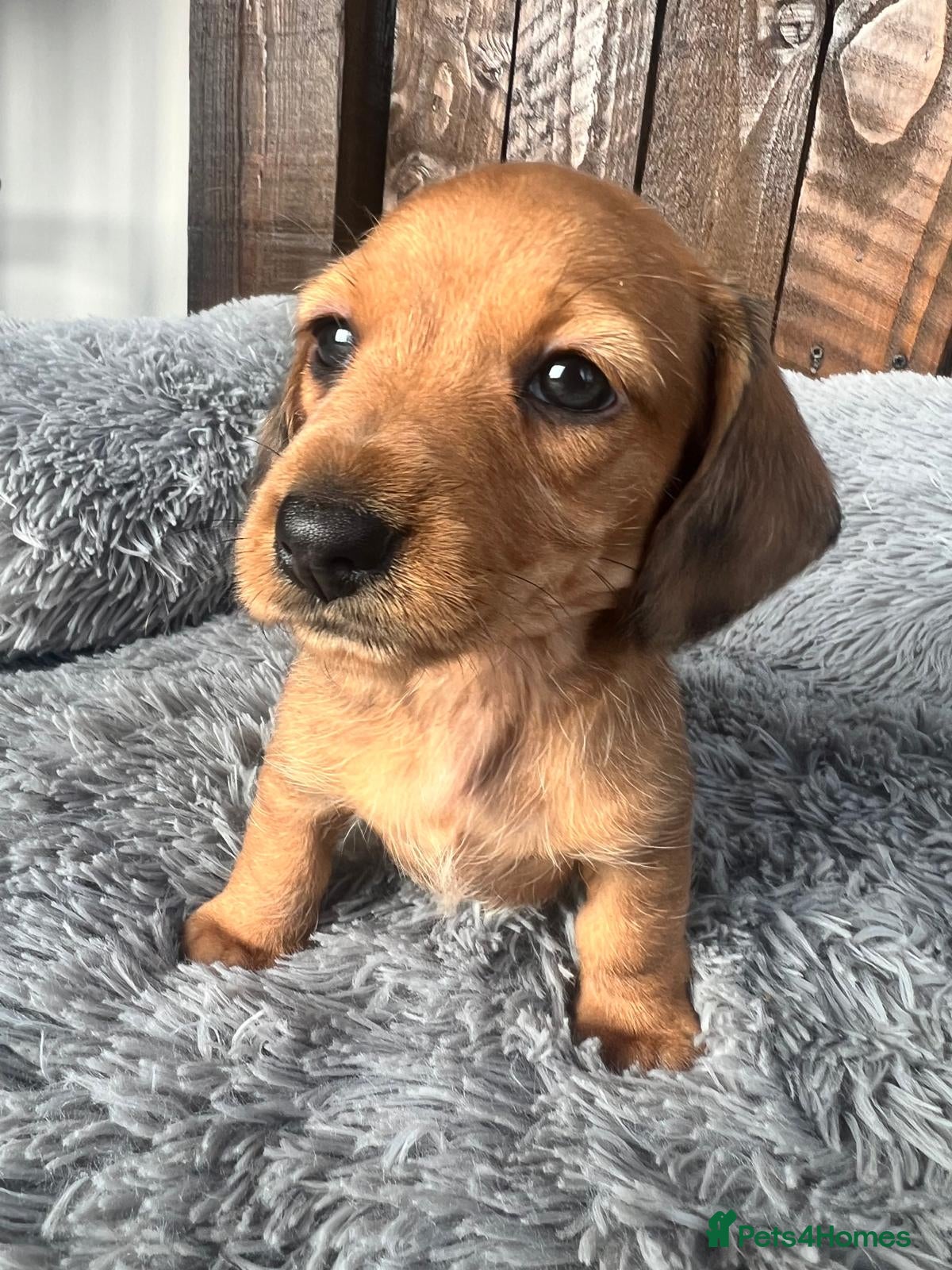 Miniature Dachshund dogs Beautiful Longhair/Wirehair Dachshunds - Advert 7