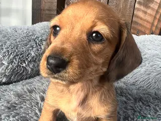 Miniature Dachshund dogs Beautiful Longhair/Wirehair Dachshunds - Advert 7