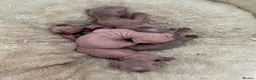 Sphynx cats for sale: Canadian sphynx kittens  - Advert 3