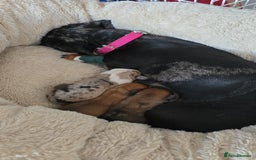 Dachshund dogs for sale: Beautiful Miniature dachshund puppies  - Image 5