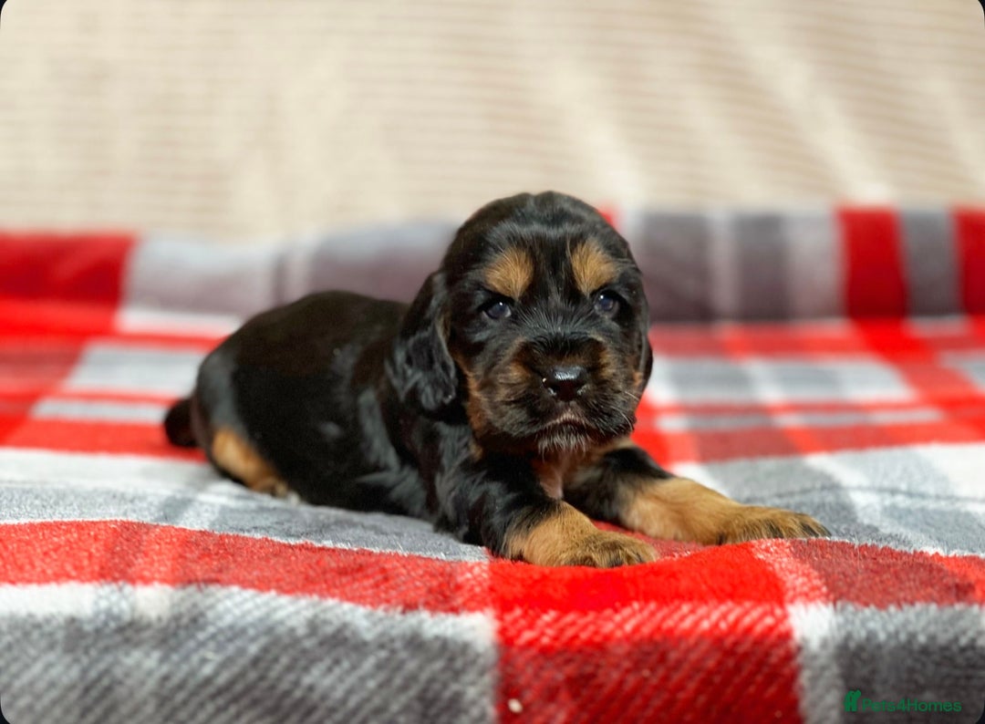 Cocker Spaniel dogs for sale: SHOW TYPE COCKER SPANIEL PUPPIES  - Advert 14