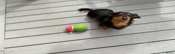 Dachshund dogs for stud: Long haired miniature dachshund  - Advert 5
