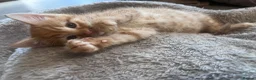 Mixed Breed cats for sale: Stunning 8 week Old Mix Breed kittens - Advert 23
